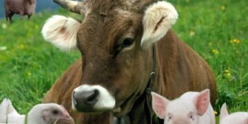 На Одещині спостерігається позитивна динаміка у розвитку тваринництва | Надзвичайні події Одесса та область