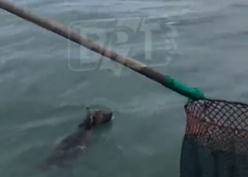 Рибалки виловили в Чорному морі ведмежа