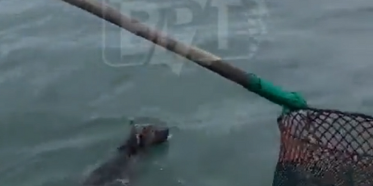 Рибалки виловили в Чорному морі ведмежа