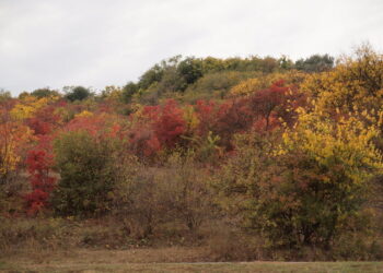 У Куяльницькому національному парку незаконно вирубували ліс | Одеський Кур’єр