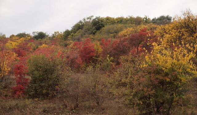 У Куяльницькому національному парку незаконно вирубували ліс | Одеський Кур’єр