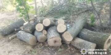 У лісосмузі на Одещині незаконно вирубали дерева | Надзвичайні події Одесса та область