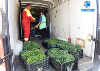 В Южному висадили більше 170 кущів хризантем: комунальники закликали не красти рослини (фото) | YНовини одещіни