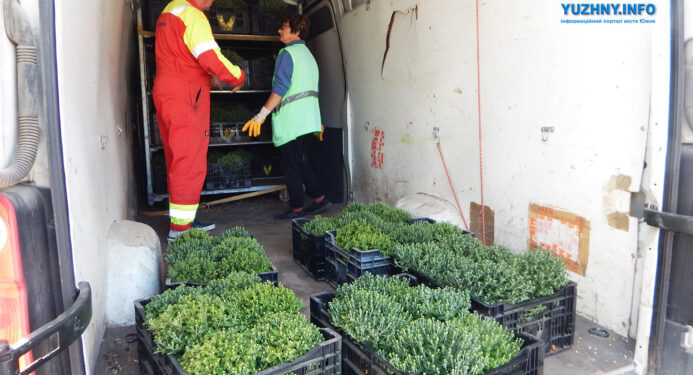 В Южному висадили більше 170 кущів хризантем: комунальники закликали не красти рослини (фото) | YНовини одещіни