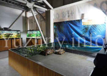 В Южному вперше відкрилась виставка черепах: представлено більше 20 видів (фото, відео) | YНовини одещіни