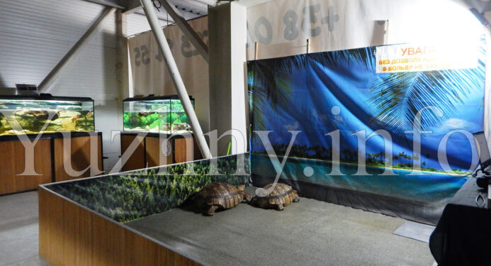 В Южному вперше відкрилась виставка черепах: представлено більше 20 видів (фото, відео) | YНовини одещіни