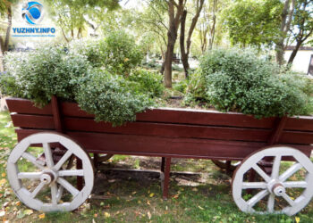 Вандалізм в Южному: невідомі вирвали кущі хризантем в одному зі скверів | YНовини одещіни