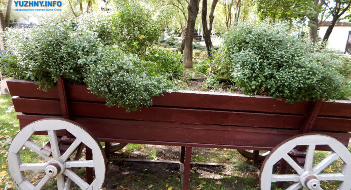 Вандалізм в Южному: невідомі вирвали кущі хризантем в одному зі скверів | YНовини одещіни