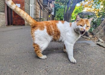 Корм Hill’s для котов в Киеве: Забота о Здоровье вашего Мурлыка | Одеський Монітор