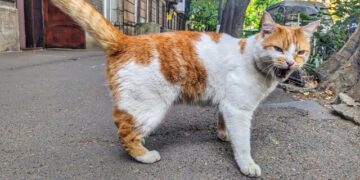 Корм Hill’s для котов в Киеве: Забота о Здоровье вашего Мурлыка | Одеський Монітор