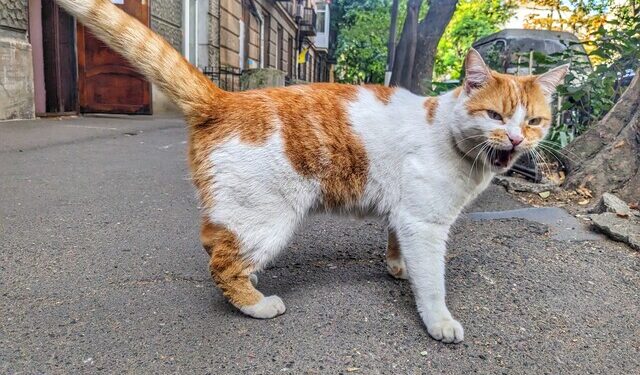 Корм Hill’s для котов в Киеве: Забота о Здоровье вашего Мурлыка | Одеський Монітор