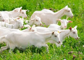 Сільське господарство Одещини займає провідну позицію в українській економіці — Новини Одеської області