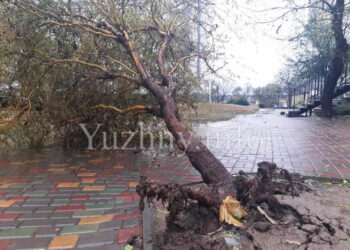 В Южному негода поламала дерева, комунальники почнуть розчищати дороги з ночі | YНовини одещіни