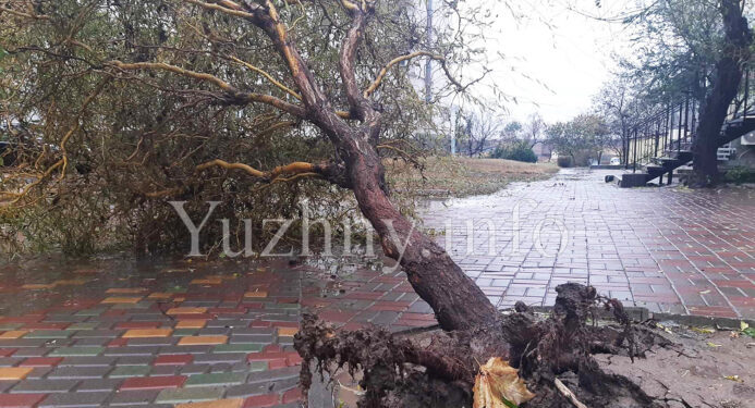 В Южному негода поламала дерева, комунальники почнуть розчищати дороги з ночі | YНовини одещіни