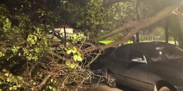 В Южному негода поламала дерева та пошкодила вуличне освітлення | YНовини одещіни