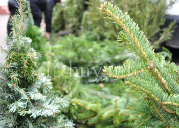 Цьогоріч в Южному точок продажу ялинок побільшало (фото) | YНовини одещіни