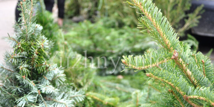 Цьогоріч в Южному точок продажу ялинок побільшало (фото) | YНовини одещіни