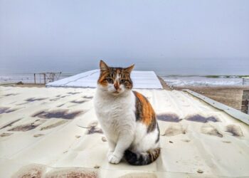 В Одесі очікують штормову погоду | Одеський Монітор