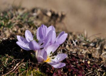 На Одещині в лютому розквітли рідкісні квіти