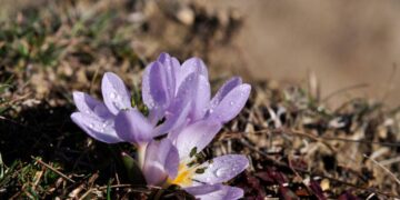 На Одещині в лютому розквітли рідкісні квіти