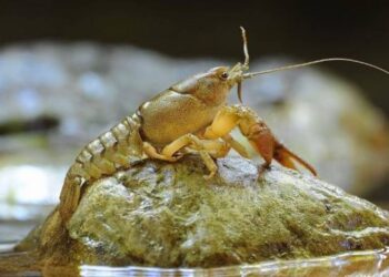 На Одещині вводиться заборона на вилов раків