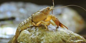 На Одещині вводиться заборона на вилов раків