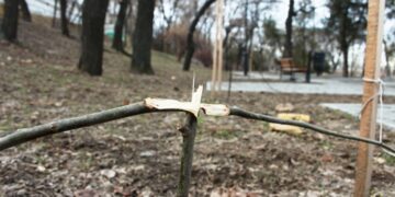 Одесские сепаратисты уничтожили липы на Аллее Небесной сотни в Лунном парке. Фото