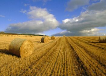 Зеленський назвав терміни проведення земельної реформи