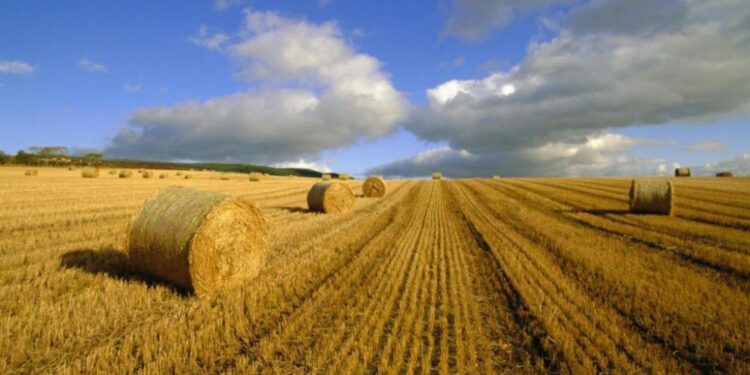 Зеленський назвав терміни проведення земельної реформи