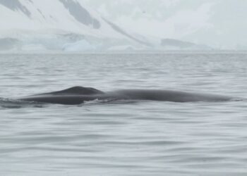 Українські полярники вперше задокументували зустріч із фінвалом