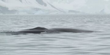 Українські полярники вперше задокументували зустріч із фінвалом