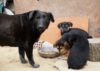 Южненські школярі долучилися до Всеукраїнської акції допомоги безпритульним тваринам (фото) | YНовини одещіни