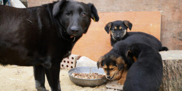 Южненські школярі долучилися до Всеукраїнської акції допомоги безпритульним тваринам (фото) | YНовини одещіни