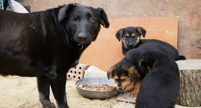 Южненські школярі долучилися до Всеукраїнської акції допомоги безпритульним тваринам (фото) | YНовини одещіни