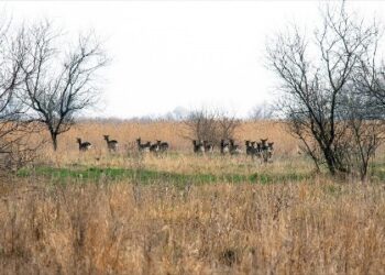 На Одещині олені знищують плодові дерева | Надзвичайні події Одесса та область