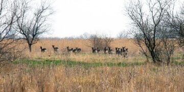 На Одещині олені знищують плодові дерева | Надзвичайні події Одесса та область