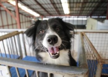 На Одещині побудують притулок для безпритульних тварин | Надзвичайні події Одесса та область