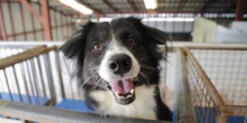 На Одещині побудують притулок для безпритульних тварин | Надзвичайні події Одесса та область