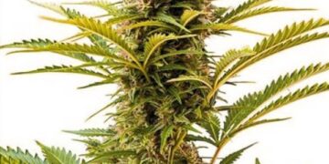 Використання конопляного насіння в текстильній промисловості — 4 переваги