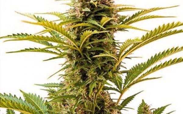 Використання конопляного насіння в текстильній промисловості — 4 переваги