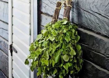 Як обрати правильний віник для бані?