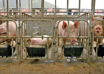 Американські свинарі самі фінансують галузь — Економіка