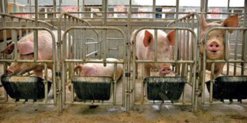 Американські свинарі самі фінансують галузь — Економіка