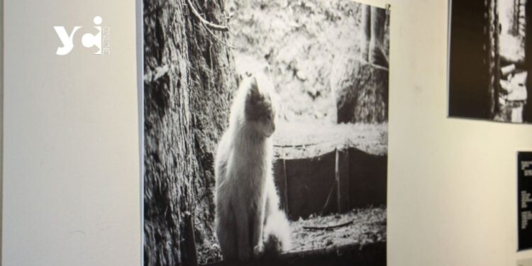 «Далі: я поверну собі своє життя, обіцяю»: в Одесі відкрилася фотовиставка Максима Кривцова (фото) — Одеса