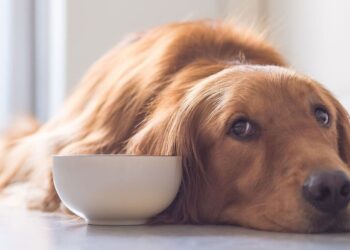 Консервы для собак — идеальный баланс вкуса и пользы