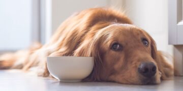 Консервы для собак — идеальный баланс вкуса и пользы