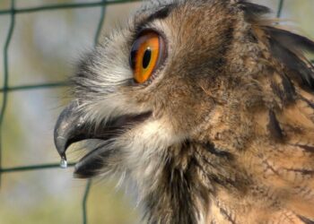 Дика природа дельти Дунаю поповнилася пугачами (Фото)