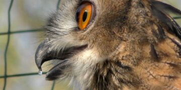 Дика природа дельти Дунаю поповнилася пугачами (Фото)