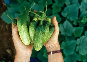 Особенности партенокарпических гибридов огурцов