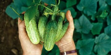 Особенности партенокарпических гибридов огурцов